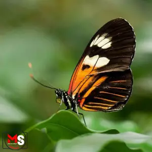 حالات فوکوس در عکاسی